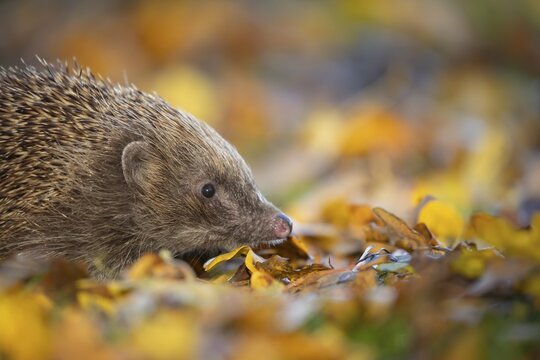 European hedgehog (Erinaceus europaeus) adult animal on fallen autumn leaves in a garden, Suffolk, England, United Kingdom