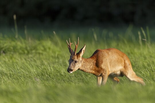 Roebuck (Capreolus capreolus) standing wet in a meadow, letting water, peeing, leaf time, mating season, August, Germany