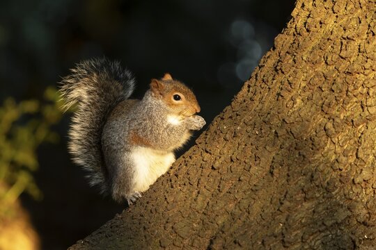 Grey squirrel (Sciurus carolinensis) adult animal eating a nut on a tree trunk in a woodland, England, United Kingdom