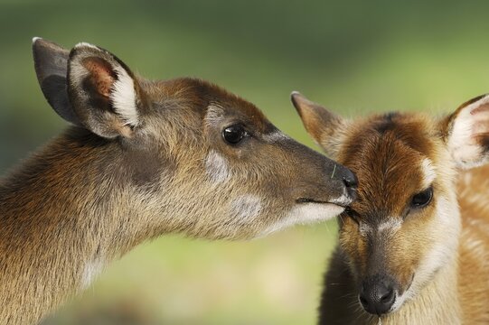 Western sitatunga or swamp antelope (Tragelaphus spekii gratus), female, captive, occurring in Africa