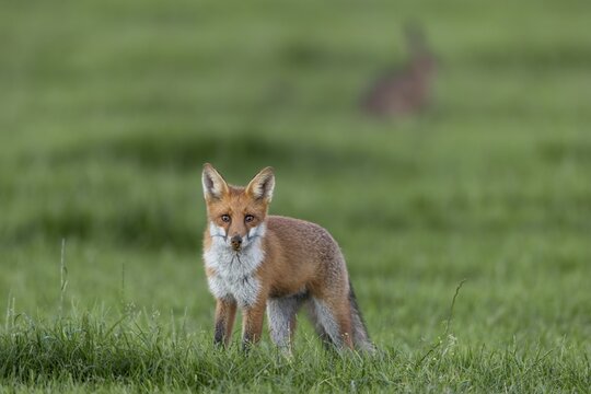The failed hunting attempt of the red fox (Vulpes vulpes) is clearly recognisable, the nose is full of sand, but there is no mouse in the catch, under observation, juvenile, half-grown, August, Germany