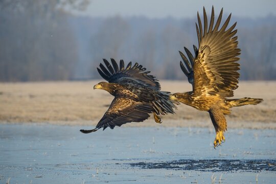 Two flying white-tailed eagles (Haliaeetus albicilla) in winter, Kutno, Poland