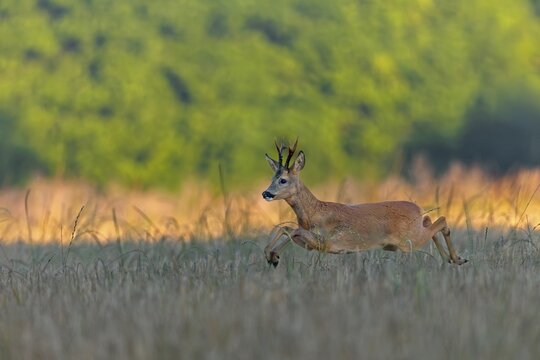 A roebuck (Capreolus capreolus) pursues a doe in a barley field with long leaps during the mating season, pursue, chase, leaf season, mating season, August, Germany