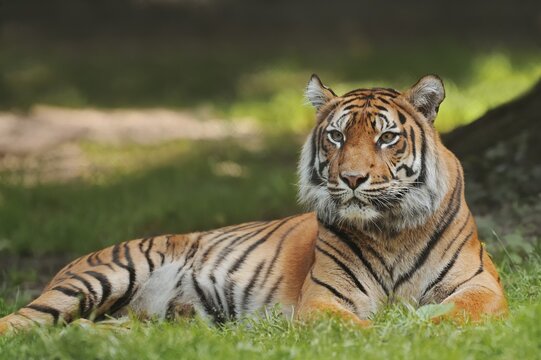 Sumatran tiger (Panthera tigris sumatrae), female, captive, occurring in Sumatra, Indonesia