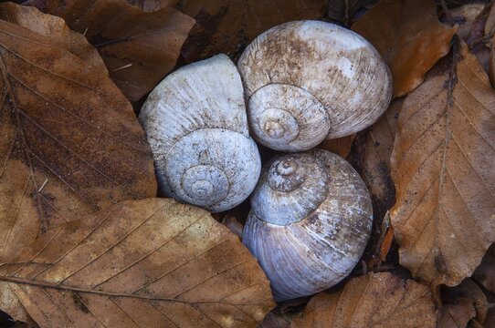 Shell of the vineyard snail (Helix pomatia), Ivenack, Mecklenburg-Western Pomerania, Germany