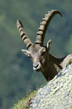 Male Alpine Ibex (Capra ibex), Hohe Geige, Pitztal, Tyrol, Austria, Europe