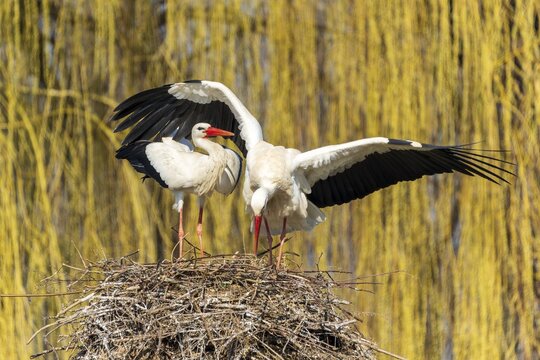 Two storks standing symmetrically on a nest with levelled wings, White Stork (Ciconia ciconia), wildlife, Germany