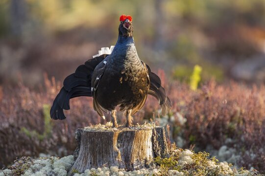 Black grouse (Lyrurus tetrix), black grouse courtship in Sweden, F&aring;gelsj&ouml;, G&auml;vleborgs l&auml;n, Sweden
