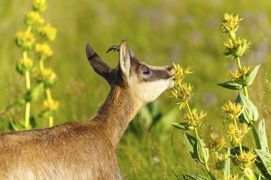 Chamois standing in a green meadow and smelling yellow flowers. Peaceful nature scene with bright colours, chamois, chamois, (Rupicapra rupicaprae), fawn, wildlife, Vosges, France