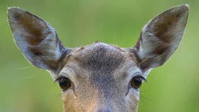 Portrait of a Fallow deer ( dama dama) eyes, look, hearing, vigilance, Puttbus, Mecklenburg-Western Pomerania, Germany