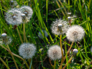 Close view of common dandelion seed heads, Taraxacum officinale, with white fluffy parachute seeds, green grass blades, and natural meadow vegetation in spring sunlight. © Volha