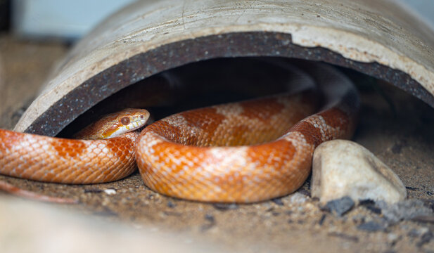 
Close-up photo of a hiding corn snake.