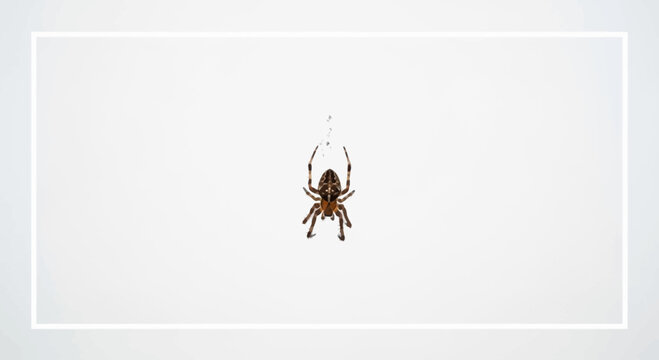 Close-up of a Garden Spider hanging on a silk thread against a clean white background