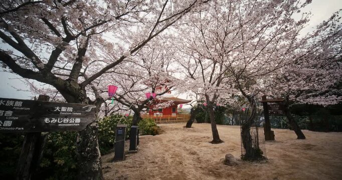 Red Pagoda Framed by Cherry Blossoms in Hiroshima Japan - steady cam forward