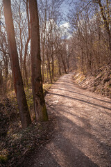 Fototapeta premium Vertical Forest Trail in Warm Spring Light