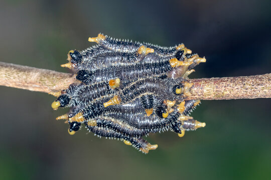 Spitfire Sawfly Larvae Defensive Display
