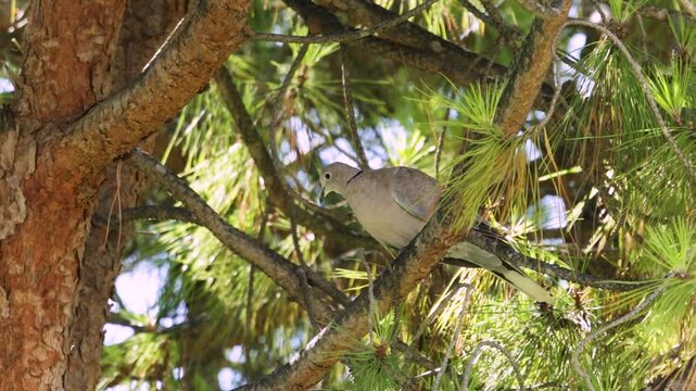 Eurasian collared dove perched on a pine tree branch