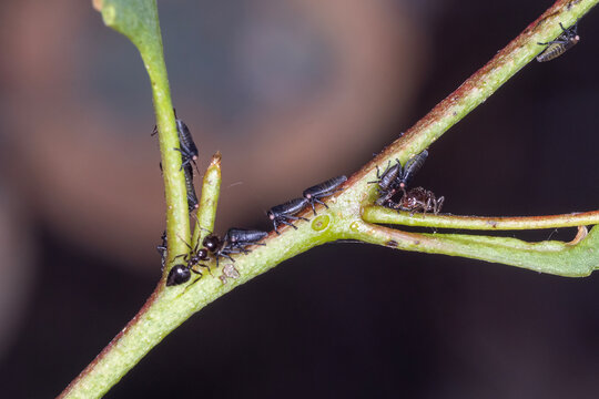 Acrobat Ant Colony Farming Sap Sucking Insects on Native Plant