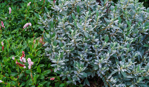 Silvery foliage of low-growing Swiss willow Salix helvetica. To its left is vibrant green foliage with delicate pink flower spikes. A scrubby willow species found in the Alps
