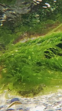 Vertical footage, Panorama of the green algae Sea lettuce, Ulva lactuca developing in the current over the sandy seabed in the coastal area, mirrored in the water surface, close-up, slow motion 