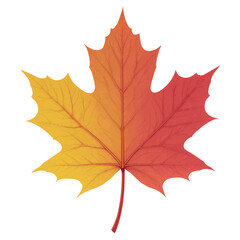 Fototapeta premium maple leaves isolated on white