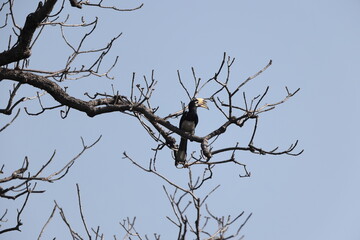 The oriental pied hornbill (Anthracoceros albirostris) is an Indo-Malayan pied hornbill, a large canopy-dwelling bird belonging to the family Bucerotidae © feathercollector