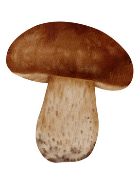 Mushroom illustration 