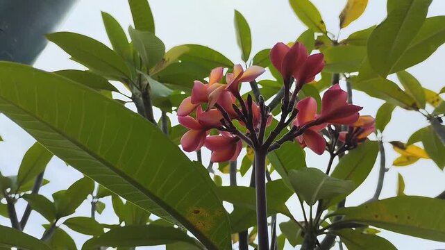 Beautiful blooming pink frangipani flower or kamboja (Plumeria rubra). Tropical exotic flower in the garden
