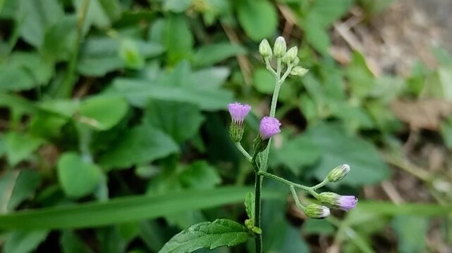 Sky Mustard or Little Ironweed (Cyanthillium cinereum)