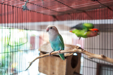 Obraz premium View of Rosy-faced lovebird ‌in the cage, focus selective