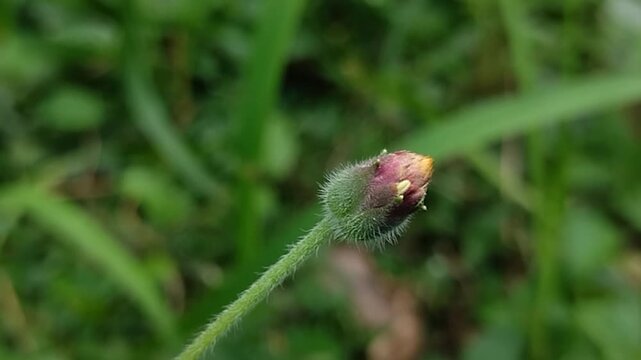 Coatbuttons (Tridax procumbens), a member of the Asteraceae family. This plant is widely known as a wild weed