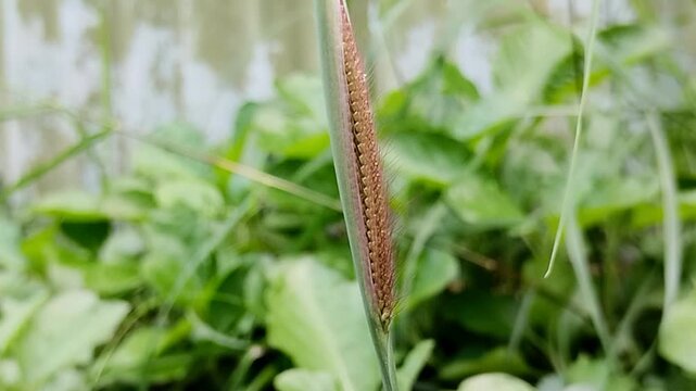 Crowfoot grass or Egyptian grass (Dactyloctenium aegyptium) grows wild among the green bushes