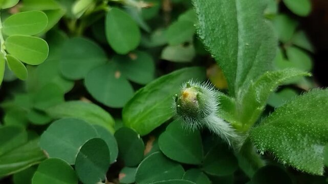 Coatbuttons (Tridax procumbens), a member of the Asteraceae family. This plant is widely known as a wild weed