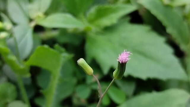 Sky Mustard or Little Ironweed (Cyanthillium cinereum)