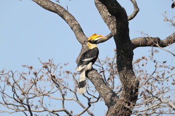 The great hornbill (Buceros bicornis), also known as the concave-casqued hornbill, great Indian hornbill or great pied hornbill, is one of the larger members of the hornbill family. © feathercollector