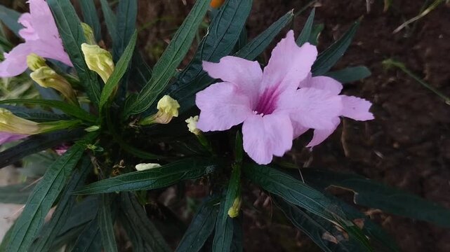 Beautiful purple Ruellia simplex or Mexican petunia or Kencana ungu flowers are blooming in the garden