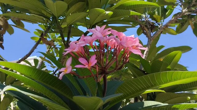 Beautiful blooming pink frangipani flower or kamboja (Plumeria rubra). Tropical exotic flower in the garden