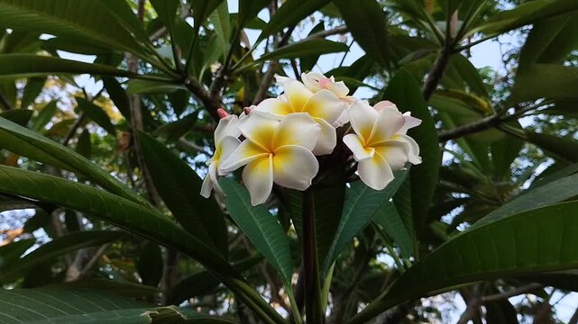 Beautiful blooming yellow frangipani flower or kamboja (Plumeria rubra). Tropical exotic flower in the garden.
