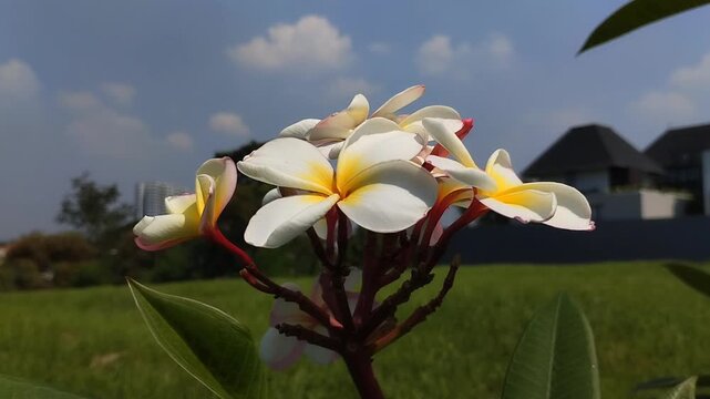 Beautiful blooming yellow frangipani flower or kamboja (Plumeria rubra). Tropical exotic flower in the garden.