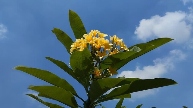 Beautiful blooming yellow frangipani flower or kamboja (Plumeria rubra). Tropical exotic flower in the garden.