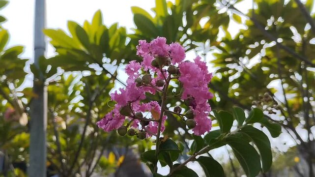 Beautiful pink Crape Myrtle or Lagerstroemia indica flowers blooming in the garden