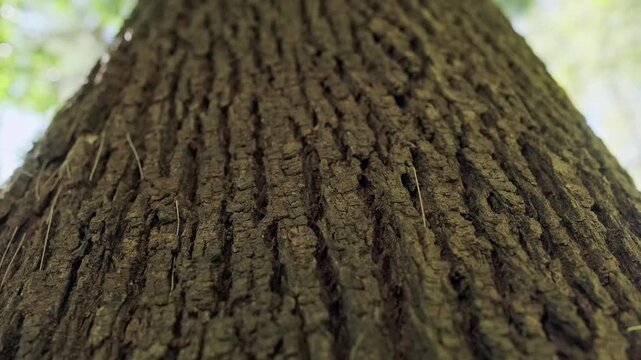 Tree bark close-up texture abstraction