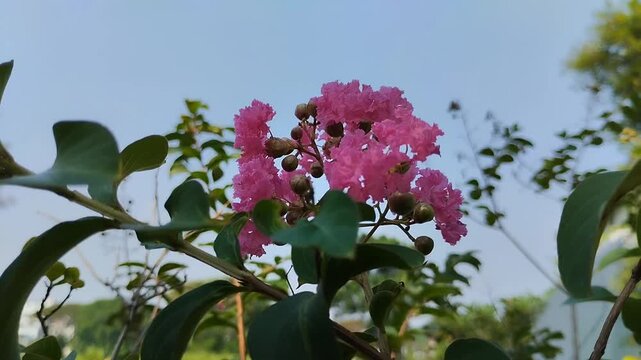 Beautiful pink Crape Myrtle or Lagerstroemia indica flowers blooming in the garden