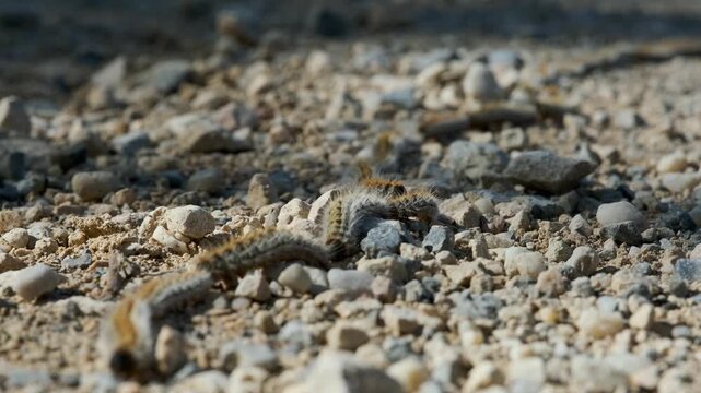 Procession of caterpillars of the pine processionary (Thaumetopoea pityocampa) marching in a row on a path