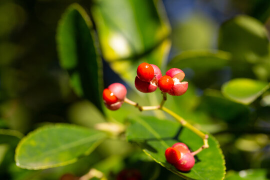 Close-up of orange fruits on the Japanese spindle tree (Eunymus japonicus). In autumn, the fruits (caps) split into four parts, releasing orange seeds.