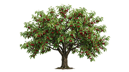 Obraz premium Lush cherry tree with ripe red fruit, vibrant green foliage on a fruit bearing tree, organic orchard cherry tree for agriculture and gardening concepts isolated PNG with Transparent Background