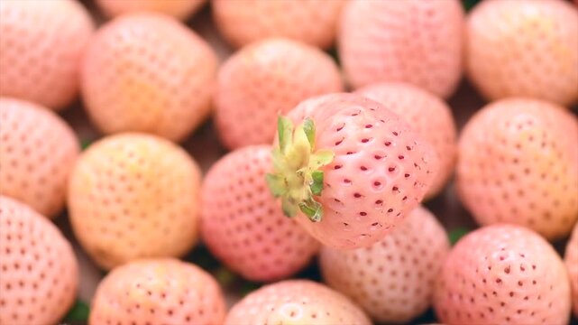 White strawberry background, Pineberry. Strawberry, fresh ripe white strawberries background close up. Organic Vegetarian healthy food backdrop, macro shot, top view, rotating 