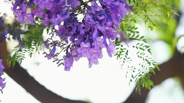 Jacaranda tree flowers, blooming violet flower closeup, beautiful ornamental tree blossom, blue flowers, acacia tree in summer park, slow motion
