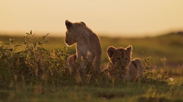Lion Cubs in Africa Sunset in Serengeti National Park, African Wildlife of Lions and Young Baby Cub in Tanzania, Playing from Low Angle Shot in Beautiful Orange Golden Sunlight in Africa on Safari