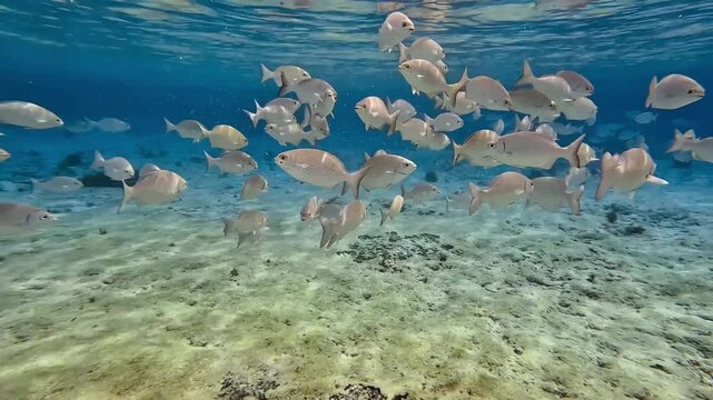 School of fishes from Cozumel